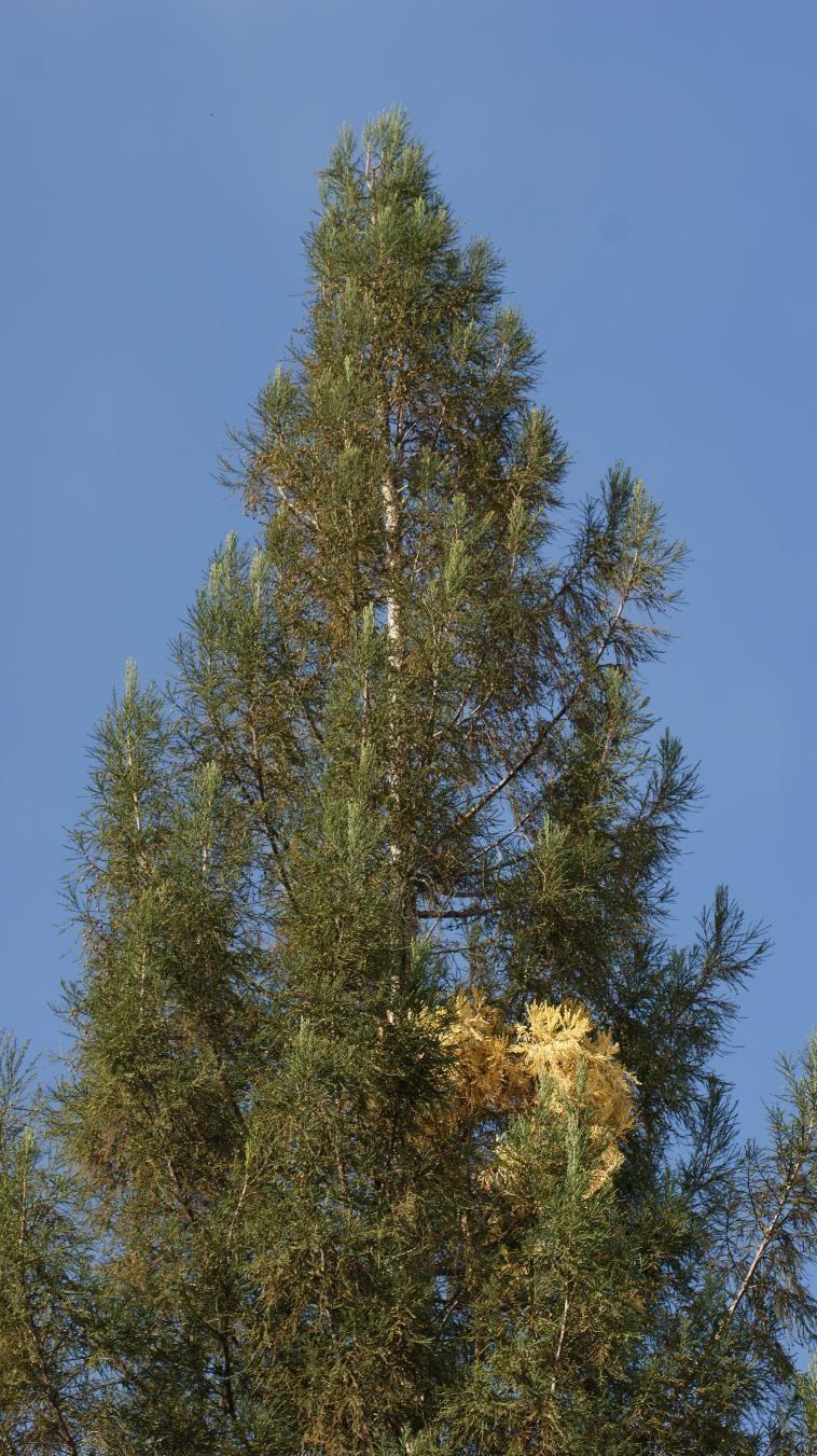Inland Albino redwood tree