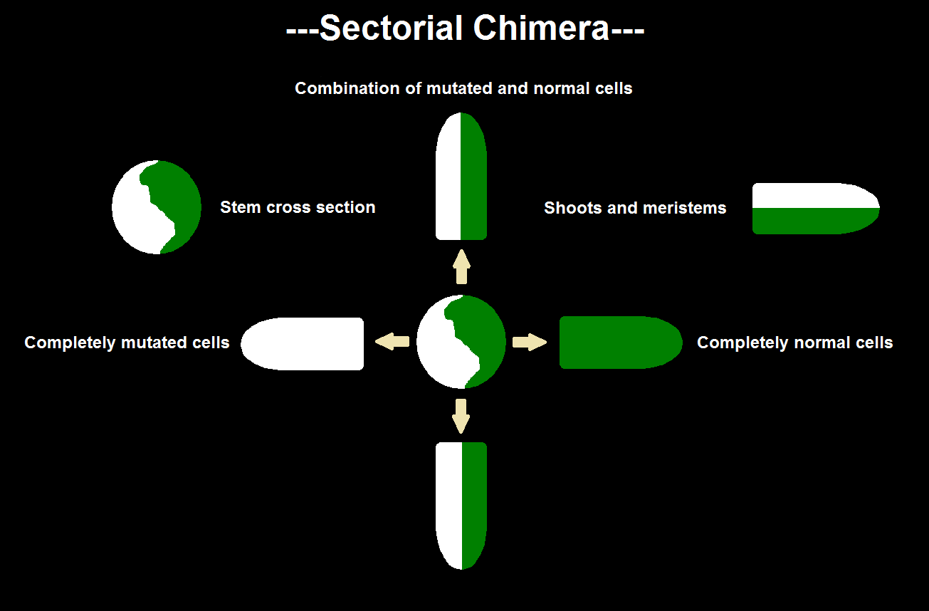 Sectorial Chimera